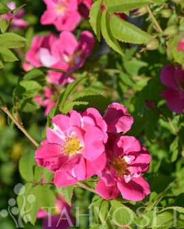 Tuotekuva-WILLIAM BAFFIN RUUSU