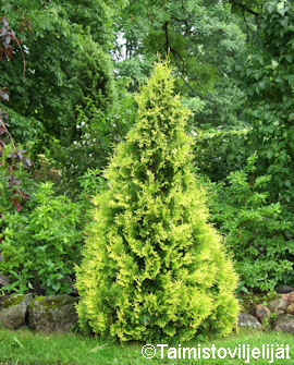 Tuotekuva-YELLOW RIBBON KULTATUIJA