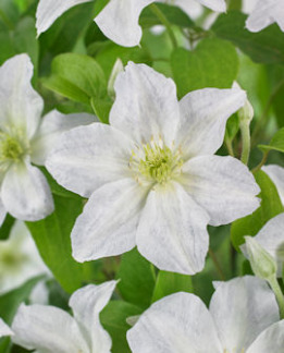 Tuotekuva-YUKIKOMACHI LOISTOKÄRHÖ