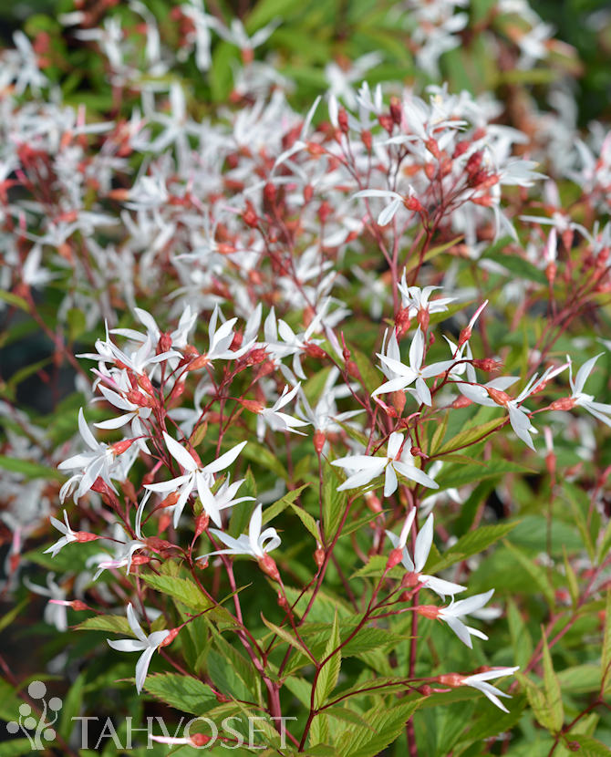 Tuotekuva perhoangervo