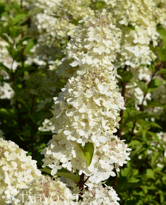 Tuotekuva Limelight Prime syyshortensia