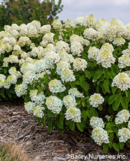 Tuotekuva Little Hottie japaninhortensia