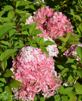 Tuotekuva quick_fire_fab_syyshortensia