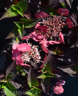 Tuotekuva Daredevil safiirihortensia