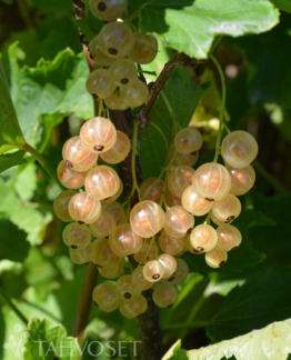 Tuotekuva Ilona Lepaan Valkea valkoherukka