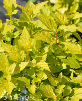 Tuotekuva lucky_devil_keltaheisiangervo