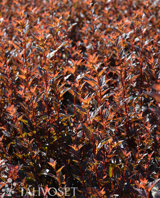 Tuotekuva magical_sweet_cherry_tea_purppuraheisiangervo