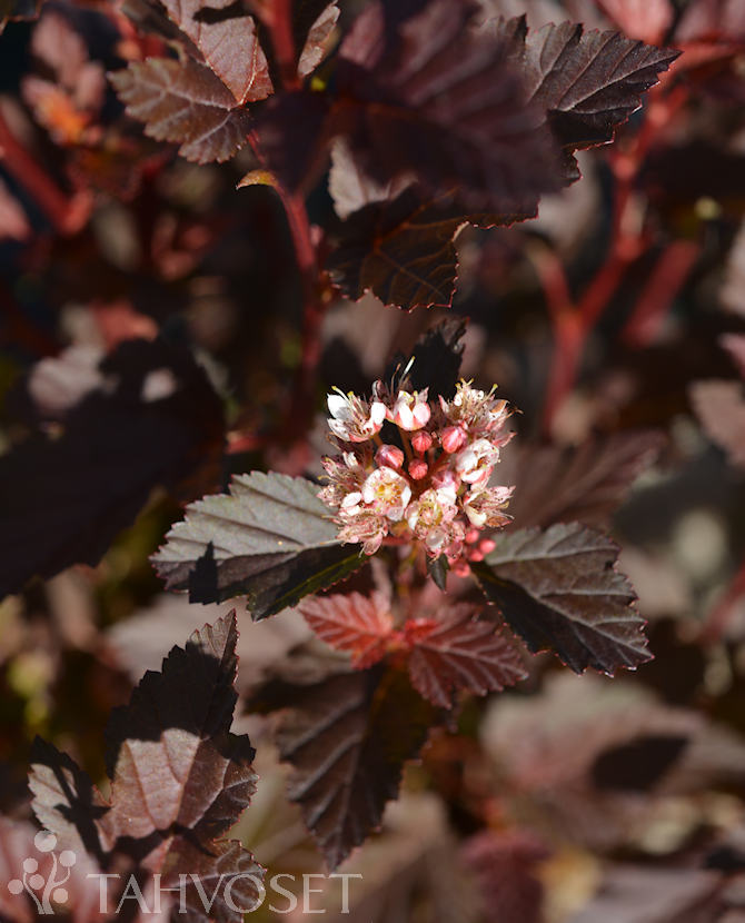 MAGICAL® SWEET CHERRY TEA PURPPURAHEISIANG.; At 3 - Image 2