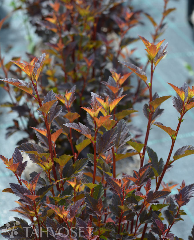 Tuotekuva magical_sweet_cherry_tea_purppuraheisiangervo