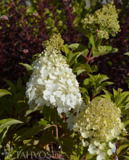 Tuotekuva Polar Bear syyshortensia