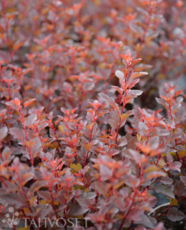 Tuotekuva spicy_devil_purppuraheisiangervo