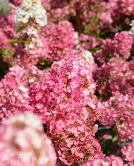 Tuotekuva-SUNDAE FRAISE® SYYSHORTENSIA