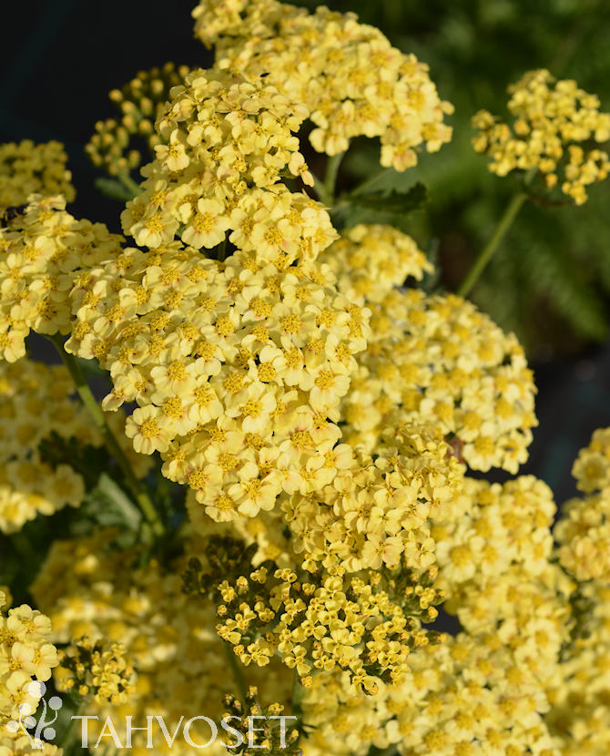 tuotekuva sunny_seduction_karsamo