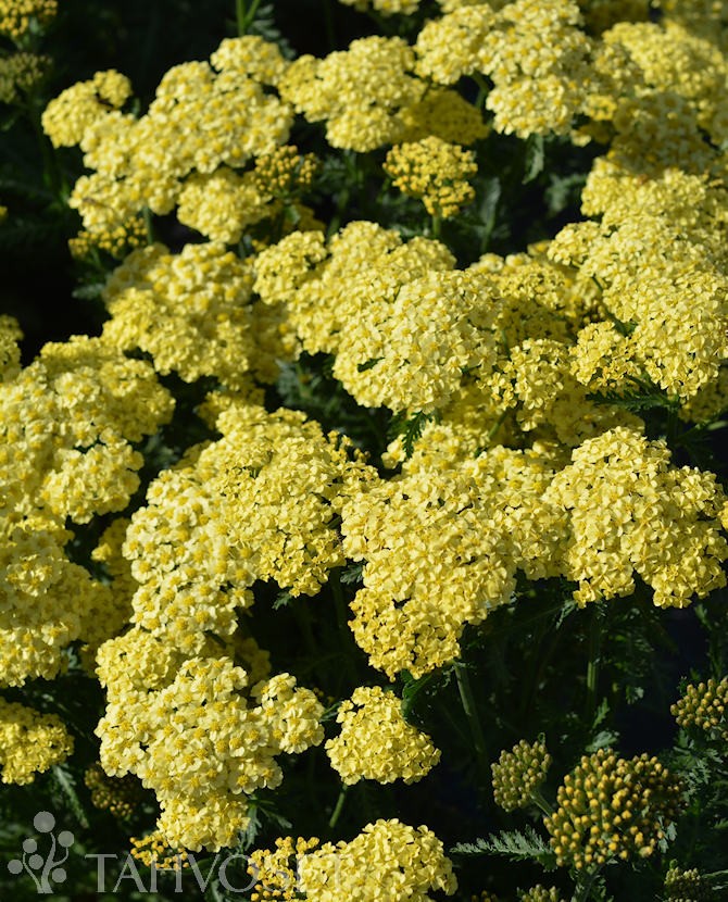 tuotekuva sunny_seduction_karsamo