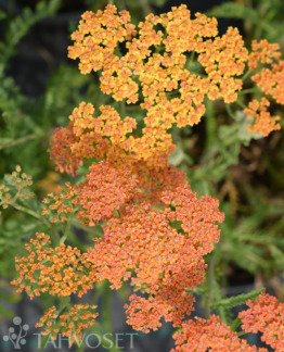 tuotekuva terracotta punakarsamo