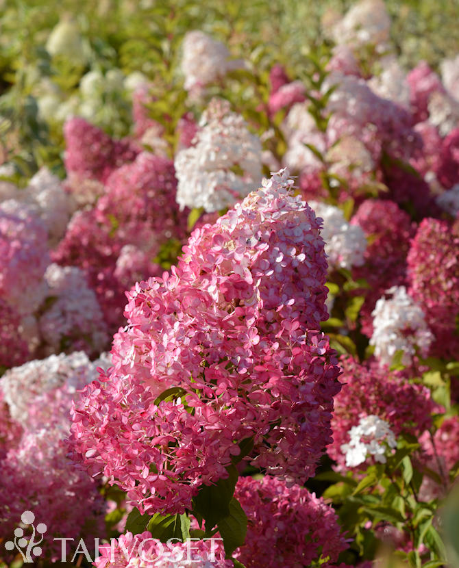 Tuotekuva vanille_fraise_syyshortensia