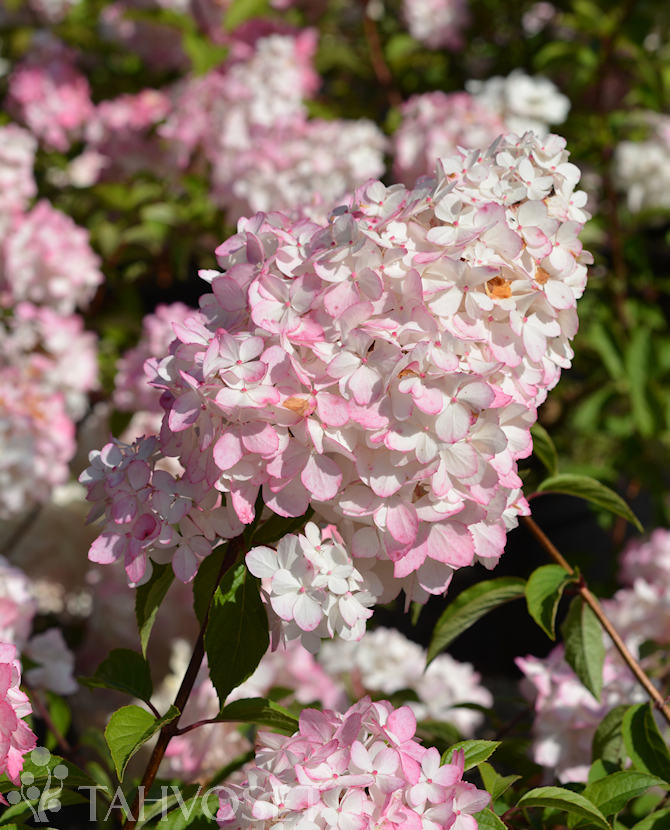 VANILLE FRAISE® SYYSHORTENSIA; At 3 L - Image 2