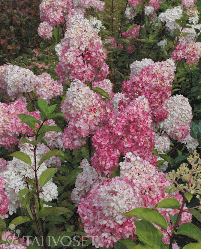 VANILLE FRAISE® SYYSHORTENSIA; At 3 L - Image 3