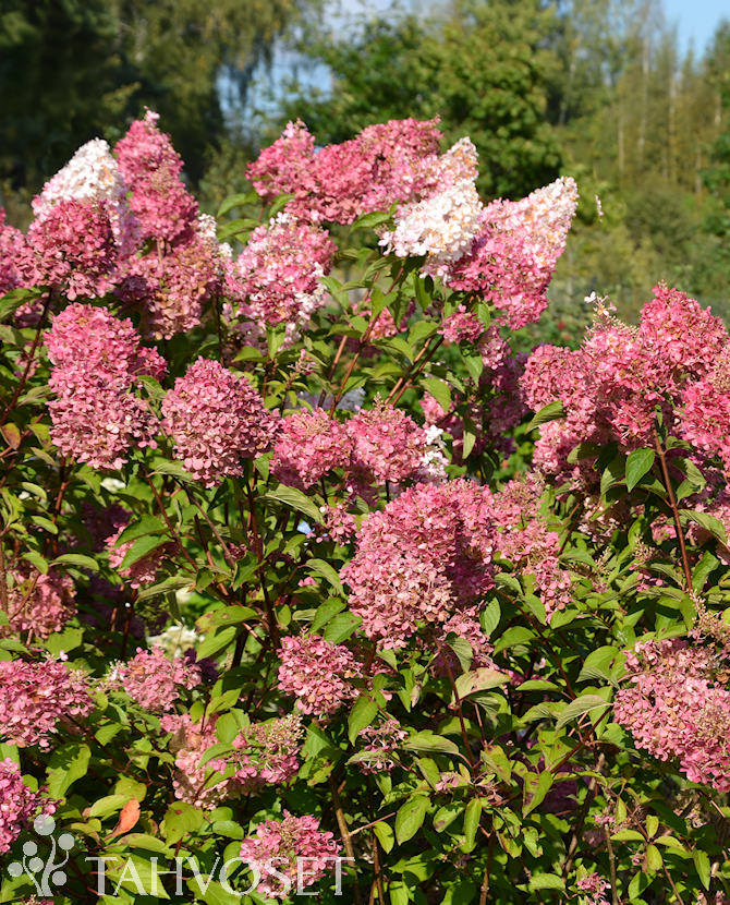 Tuoekuva vanille_fraise_syyshortensia