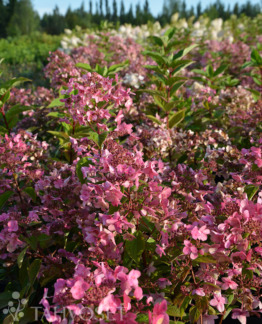 Tuotekuva Wim's Red syyshortensia