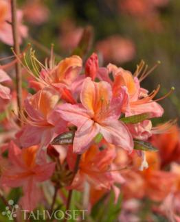 tuotekuva aamurusko_gentinatsalea_fine