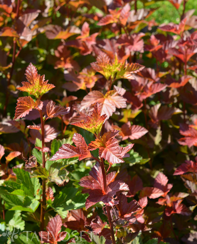 Tuotekuva amber_jubilee_heisiangervo