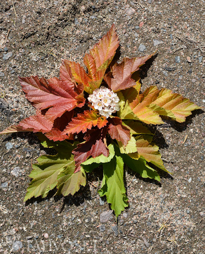 Tuotekuva amber_jubilee_heisiangervo