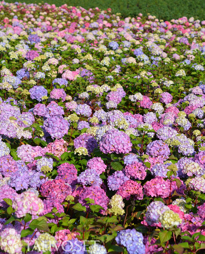 Tuotekuva Bloom Star Jalohortensia