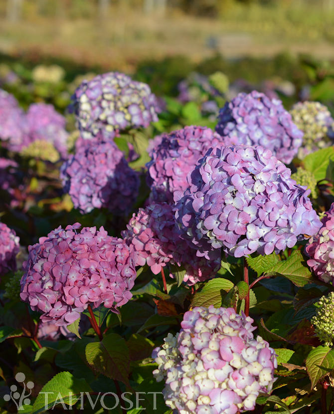 Tuotekuva Bloom Star Jalohortensia