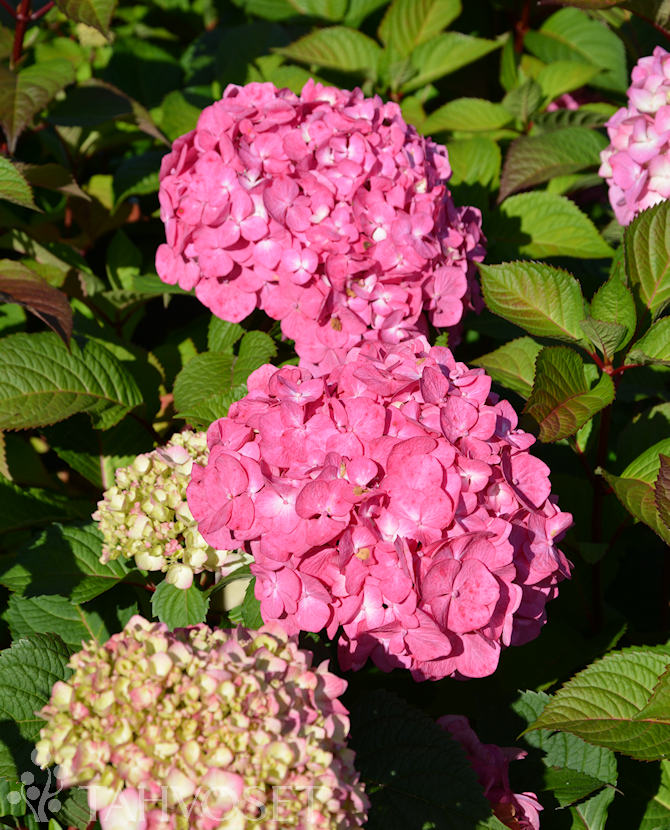 Tuotekuva Bloom Star Jalohortensia