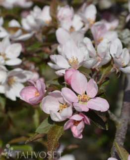 Tuotekuva cowichan_purppuraomenapuu_fine