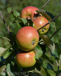 tuotekuva dace omena