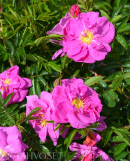 Tuotekuva darts_defender_keijunruusu