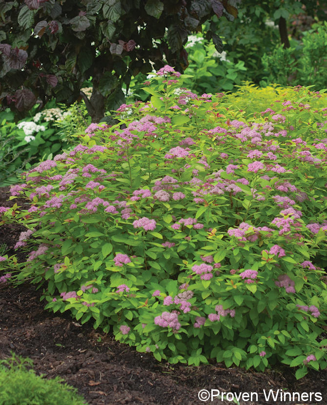 Tuotekuva double_play_big_bang_pensasangervo