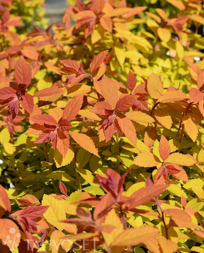 Tuotekuva double_play_big_bang_pensasangervo