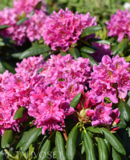 Tuotekuva Eino alppiruusu fine