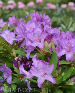 Tuotekuva Grandiflorum puistoalppiruusu