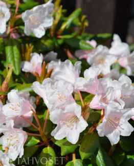 Tuotekuva Kaino alppiruusu fine