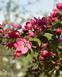 Tuotekuva kirjailija purppuraomenapuu