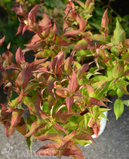 Tuotekuva kodiak_orange_isovuohenkuusama