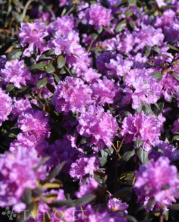 Tuotekuva kustavi_dahurianalppiruusu_fine