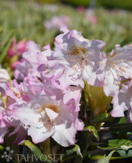 Tuotekuva Mikkeli alppiruusu