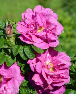 Tuotekuva moje_hammarberg_tarhakurtturuusu.