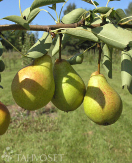 Tuotekuva moskovskaja_paaryna