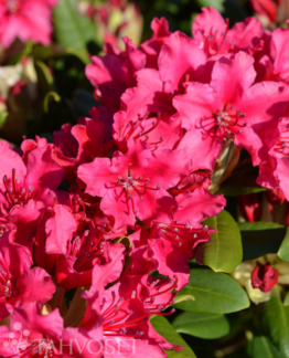 Tuotekuva neon_kiss_alppiruusu