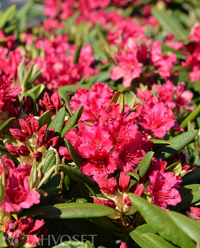 NEON KISS ALPPIRUUSU ; 30-40, At 4 L Ul - Image 2