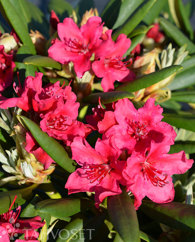 neon_kiss_alppiruusu