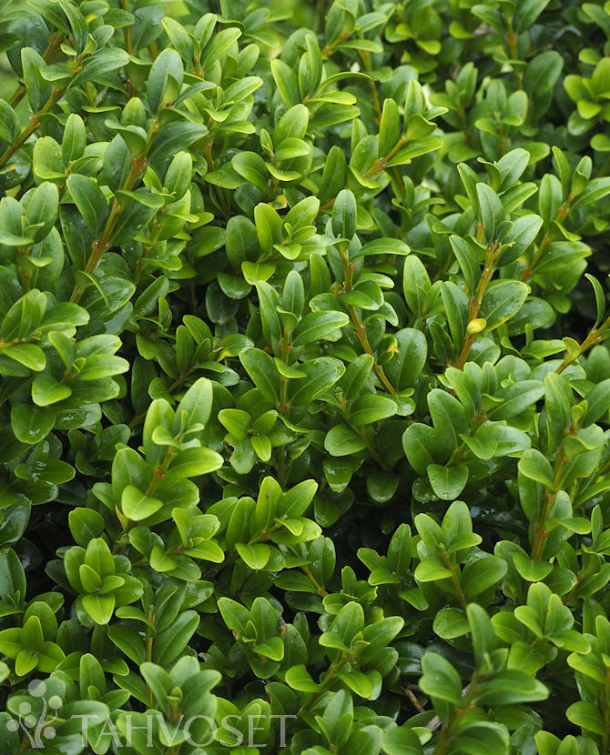 Tuotekuva Polar isopuksipuu