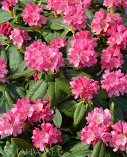 Tuotekuva Raisa alppiruusu fine