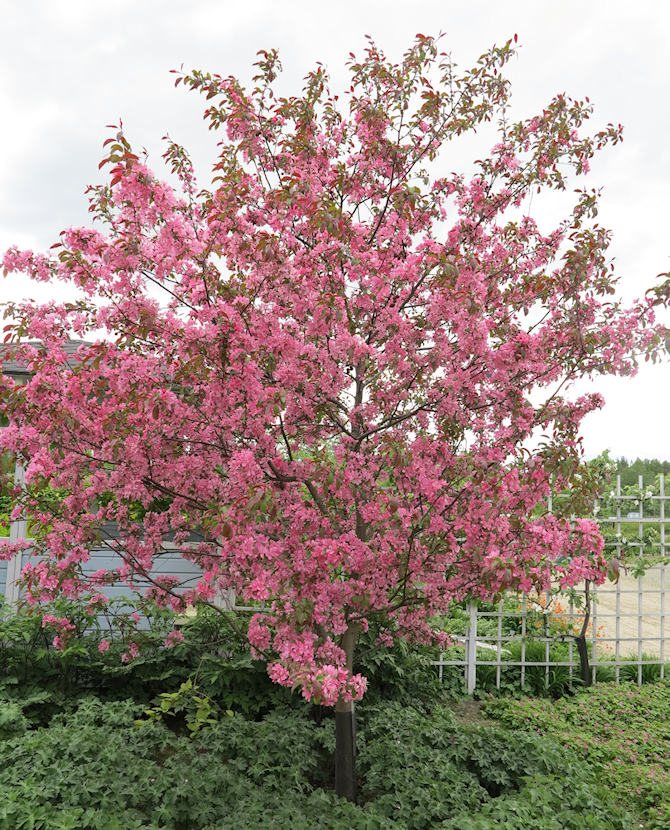 Tuotekuva rixi_purppuraomenapuu_fine